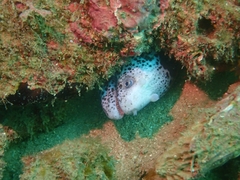 Uropterygius polyspilus