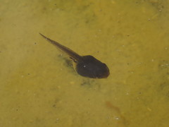 Pseudacris regilla