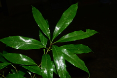 Lithocarpus
