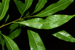 Lithocarpus
