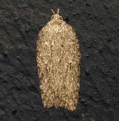 Acleris maximana