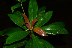 Machilus bokorensis