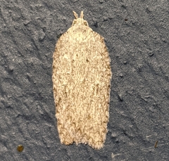Acleris maximana