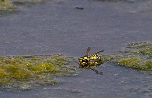 iNaturalist observation photo of Euodynerus
