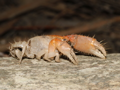 Engaeus hemicirratulus