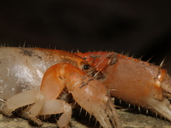 Engaeus hemicirratulus