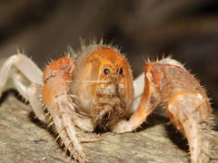 Engaeus hemicirratulus