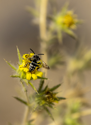 iNaturalist observation photo of California Digger-cuckoo Bee