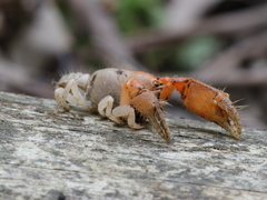 Engaeus hemicirratulus