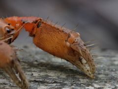 Engaeus hemicirratulus