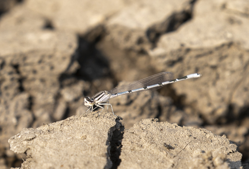 iNaturalist observation photo of Familiar Bluet
