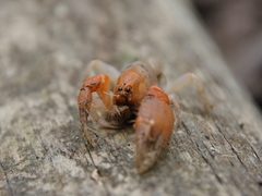 Engaeus hemicirratulus