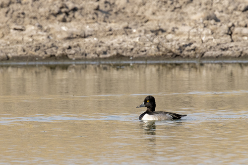 iNaturalist observation photo of Ring-necked Duck
