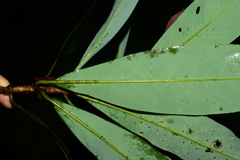 Machilus bokorensis