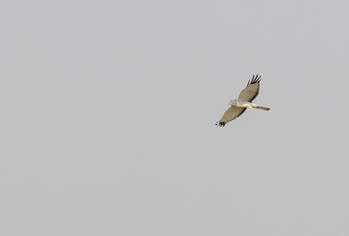 iNaturalist observation photo of Northern Harrier
