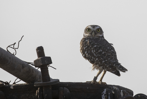 iNaturalist observation photo of Burrowing Owl