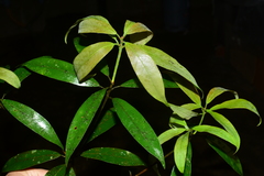 Actinodaphne