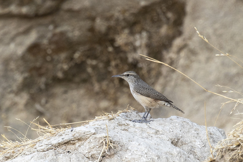 iNaturalist observation photo of Rock Wren