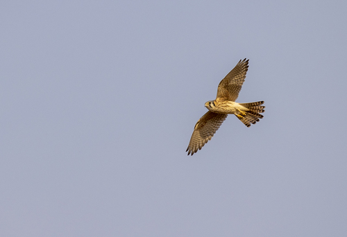 iNaturalist observation photo of American Kestrel