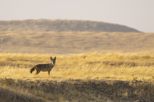iNaturalist observation photo of Coyote