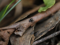 Omoedus