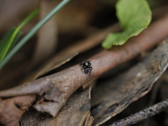 Omoedus