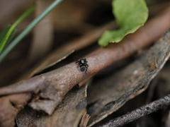 Omoedus