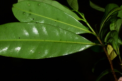 Gonystylus
