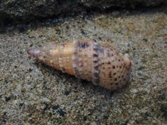 Rhinoclavis sinensis