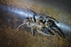 Solpugidae