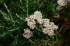 Ozothamnus secundiflorus