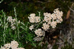 Ozothamnus secundiflorus