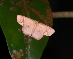 Chrysocraspeda phlogea