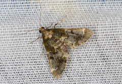 Arescoptera haplocala