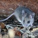 Pinyon Mouse - Photo (c) Don Loarie, some rights reserved (CC BY-NC-SA)