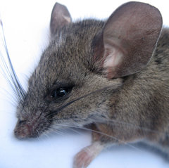 Pinyon Mouse photo 4