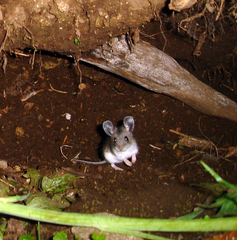 Pinyon Mouse photo 5