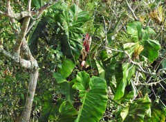 Philodendron daniellii