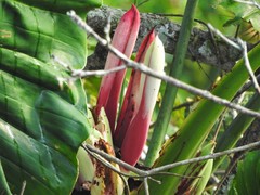 Philodendron daniellii