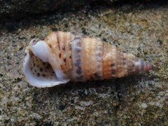 Rhinoclavis sinensis