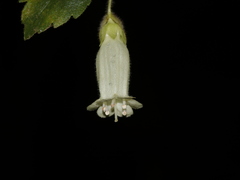 Fieldia australis