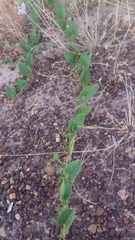 Ipomoea asarifolia