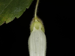 Fieldia australis