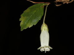 Fieldia australis