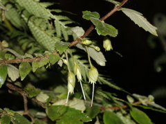 Fieldia australis