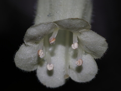 Fieldia australis