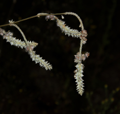 Froelichia latifolia