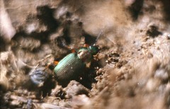 Chlaenius nigricornis