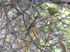 Zosterops lateralis