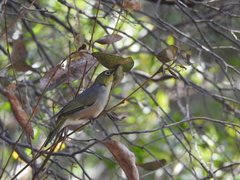Zosterops lateralis